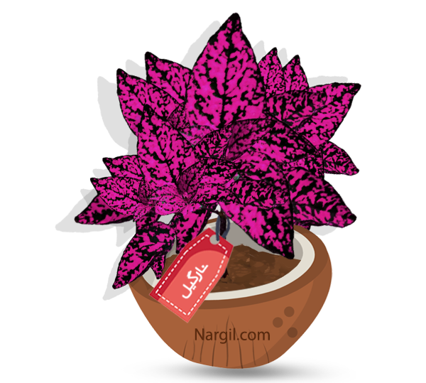 Nargil_Hypoestes Sanguinolenta